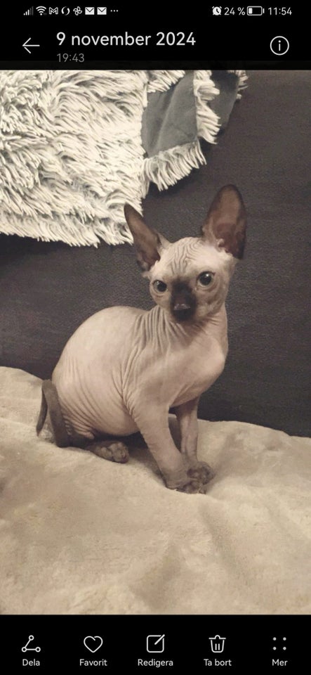 Flere killinger, Canadian Sphynx,