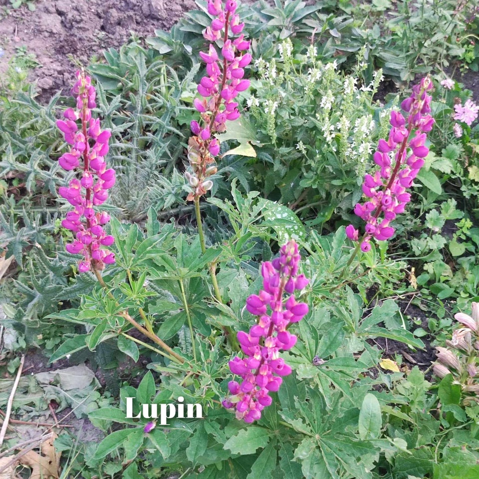 Stauder, Sankthansurt lupin