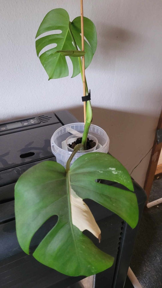 Stueplante , Monstera albo