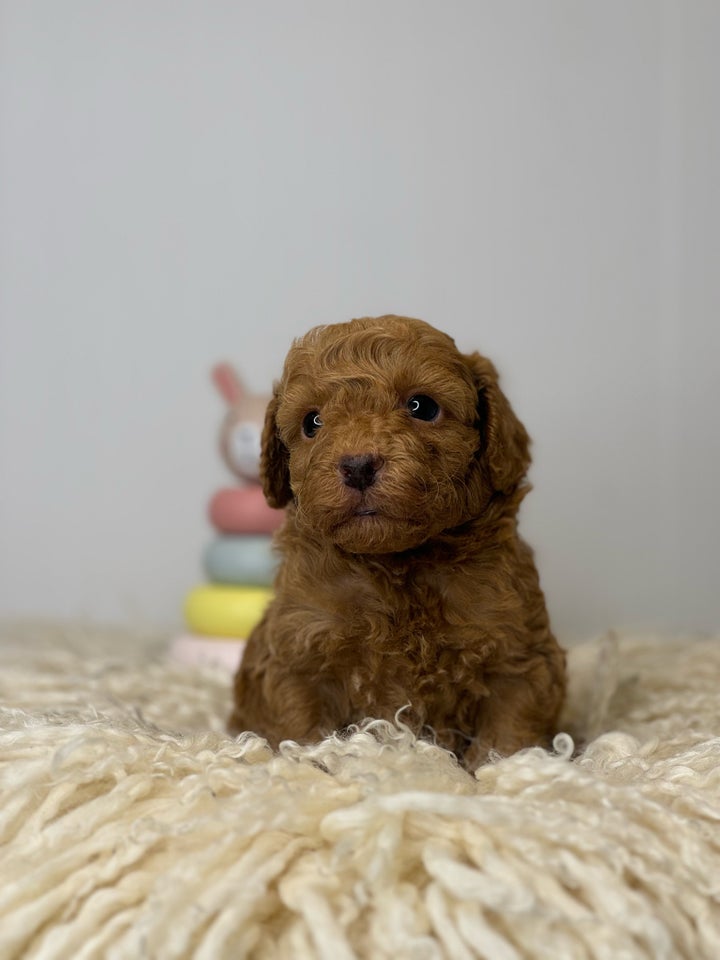 Cockapoo f1b mini hvalpe 5 uger