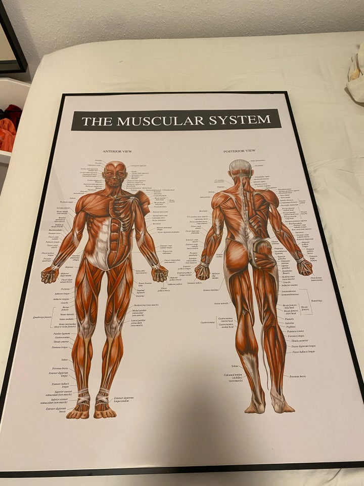 Anatomi-plakat motiv: Muskulære