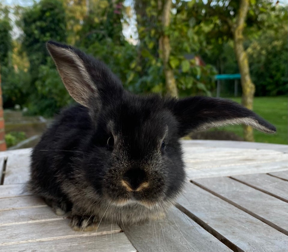 Kanin, FRANSK VÆDDER HAN SORT