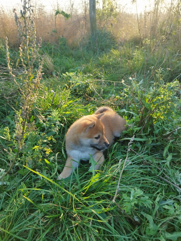 Shiba, hanhund, 10 uger