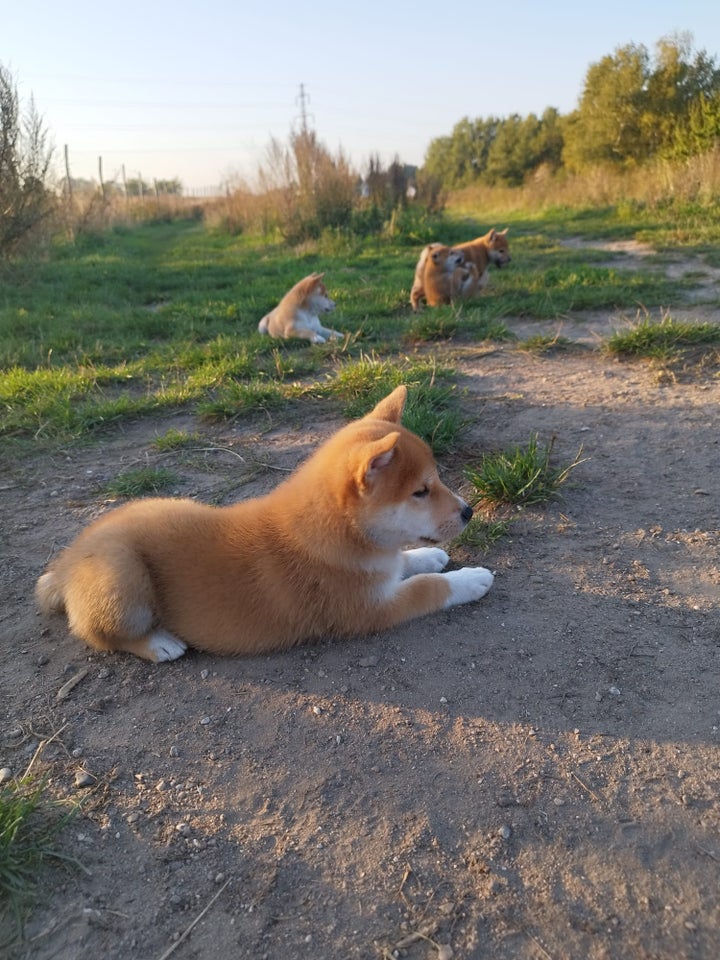 Shiba, hanhund, 10 uger