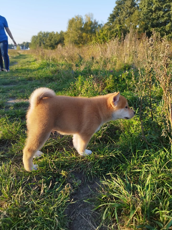 Shiba, hanhund, 10 uger