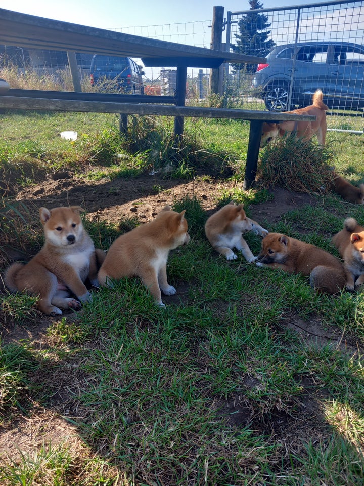 Shiba, hanhund, 10 uger