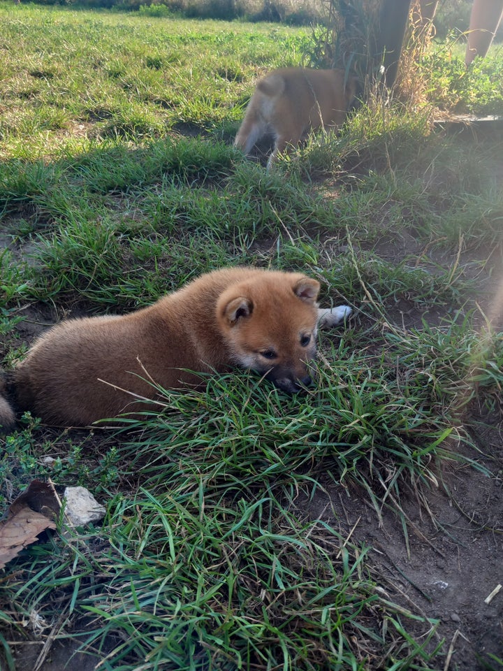 Shiba, hanhund, 10 uger