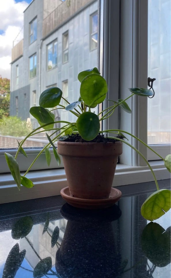 Pilea