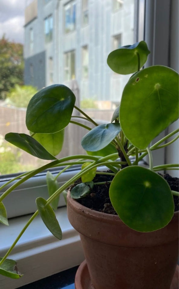 Pilea