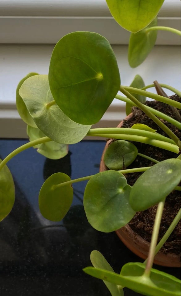 Pilea