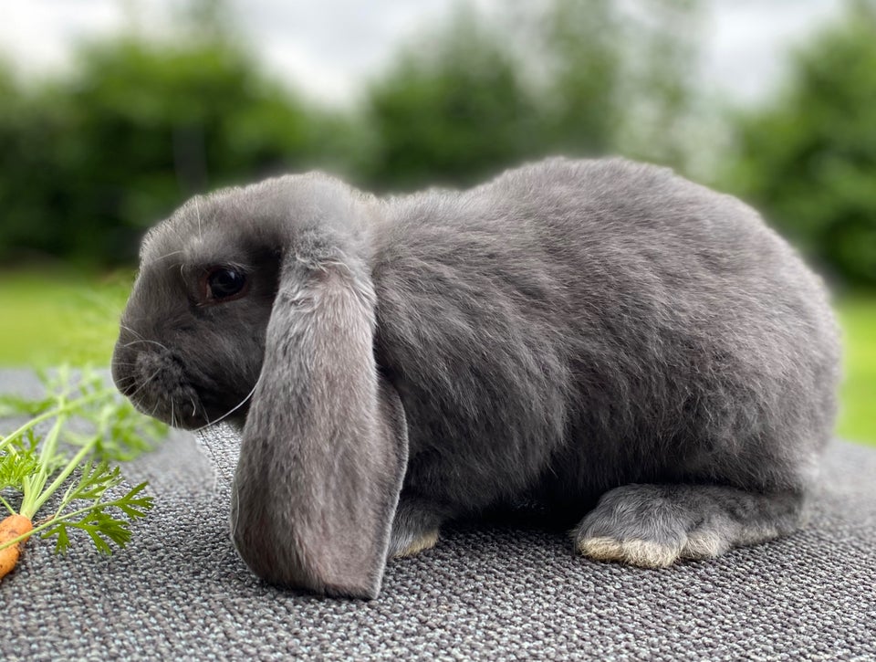 Kanin AVLSKLAR FRANSK VÆDDER HAN