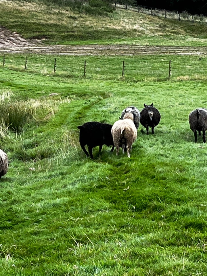 Vædderlam, Gotlænder , 8 stk.