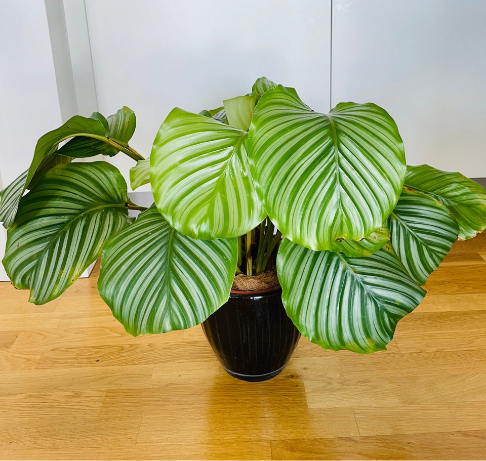 Calathea Orbifolia