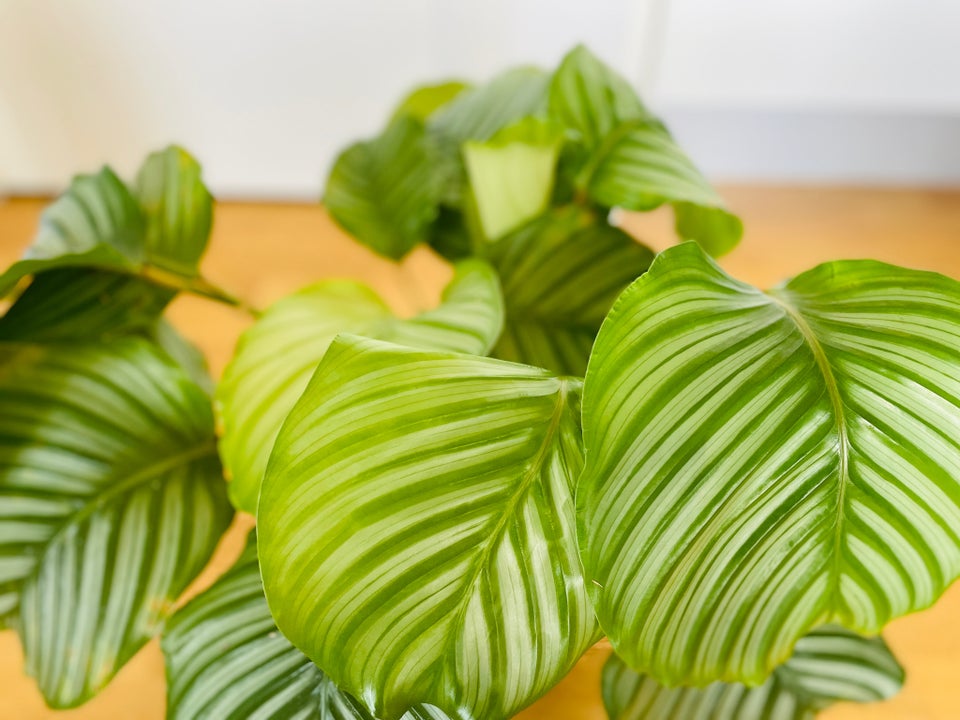 Calathea Orbifolia