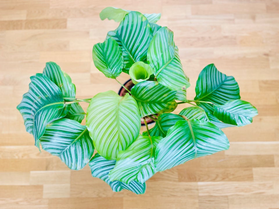 Calathea Orbifolia