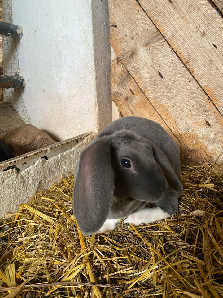 Kanin, 3/4 Fransk vædder og 1/4 rex ,