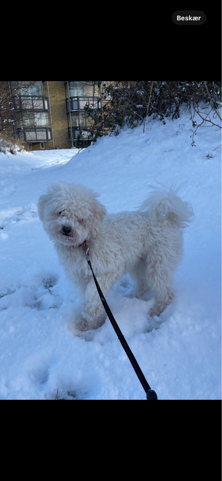 Malteser allergivenlig, hund, 3 år