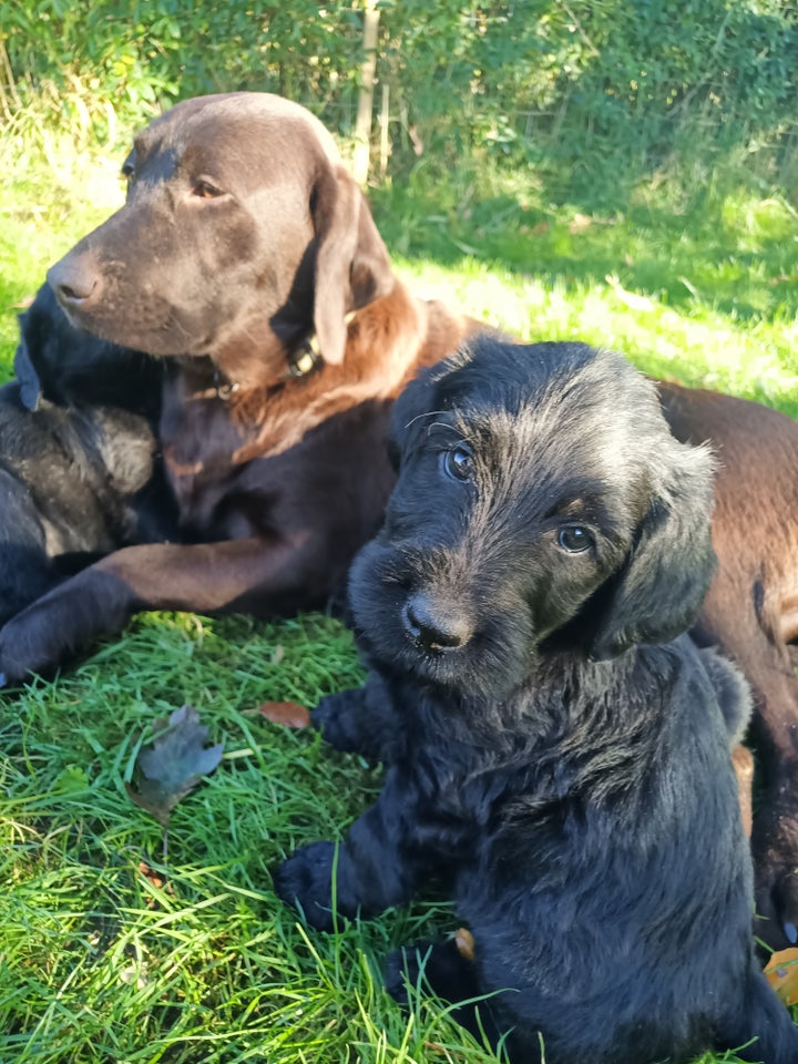 Labradoodle, hvalpe, 8 uger