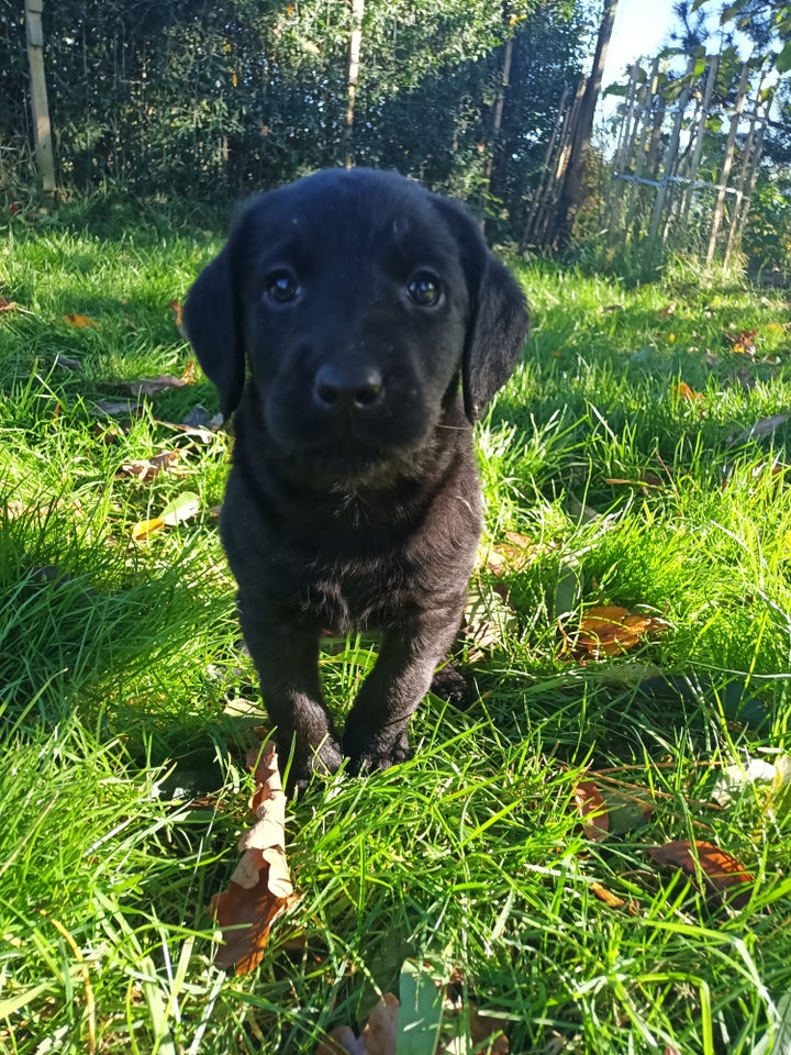 Labradoodle, hvalpe, 8 uger