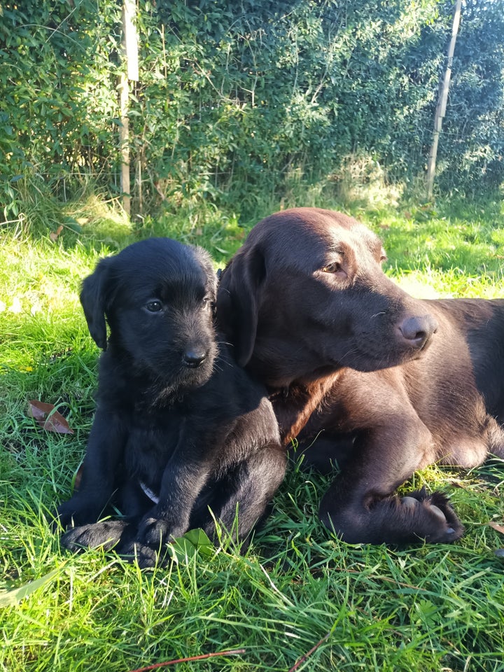 Labradoodle, hvalpe, 8 uger