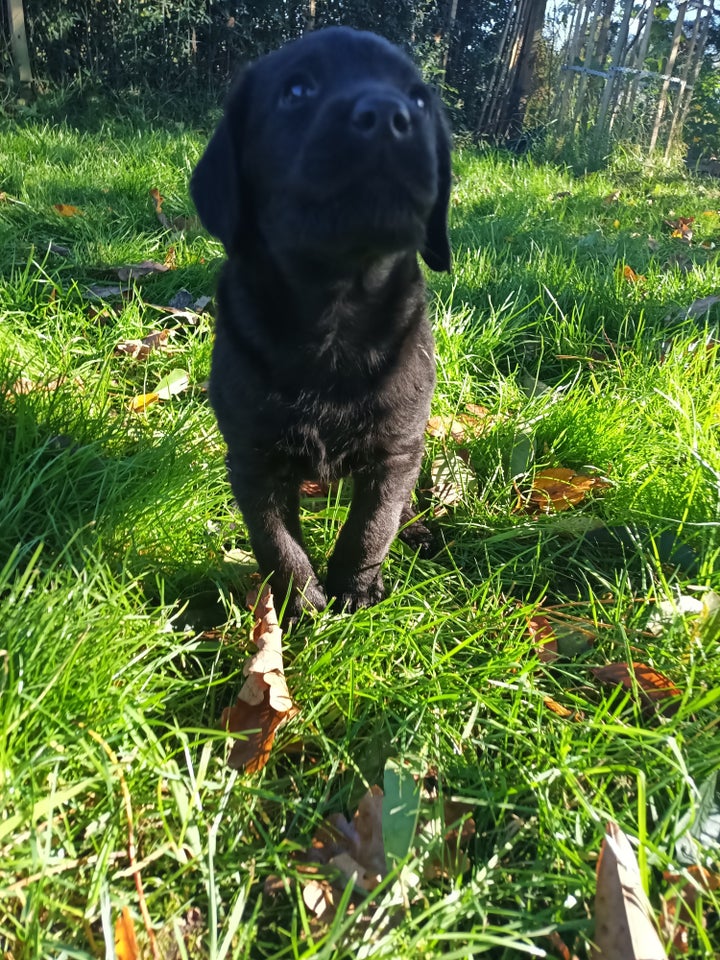 Labradoodle, hvalpe, 8 uger