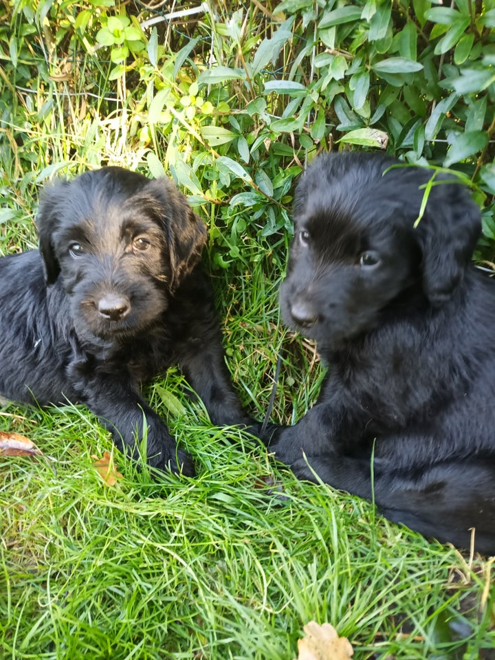 Labradoodle, hvalpe, 8 uger