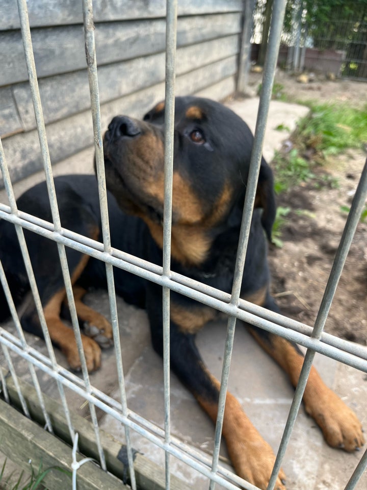 Rottweiler han 6 år  hund 6 år