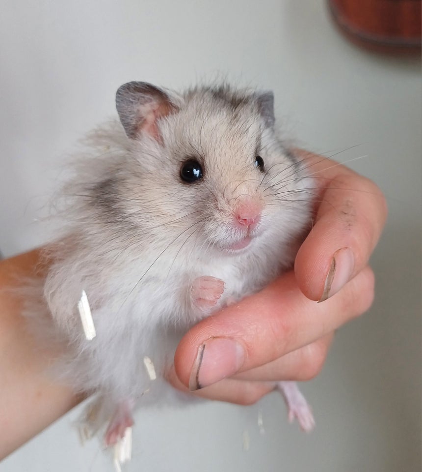 Hamster Guldhamster 0 år