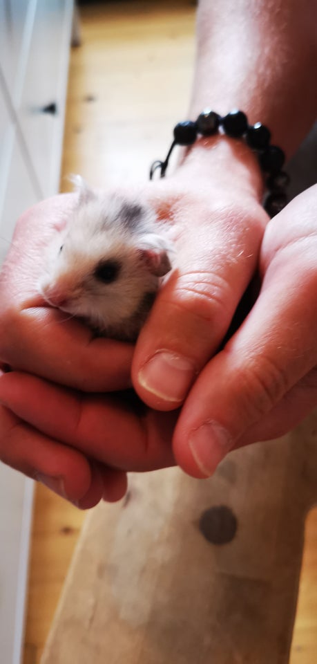 Hamster Guldhamster 0 år