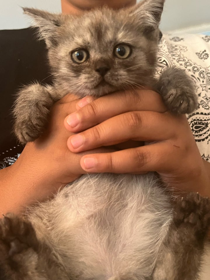 Hankat, British shorthair, 10 uger