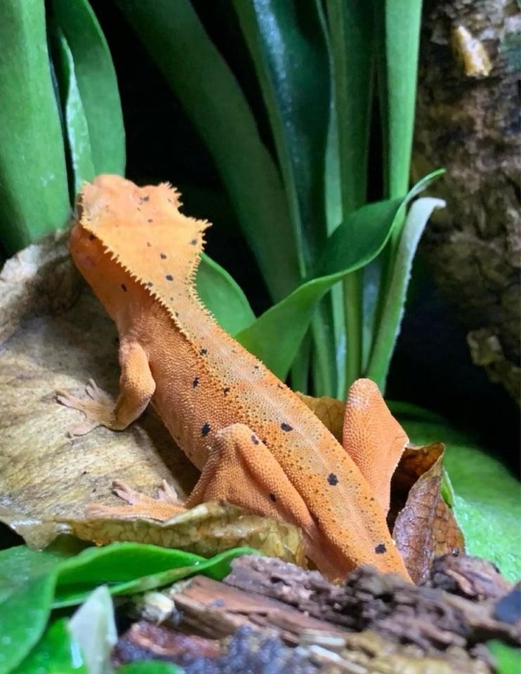 Gekko, Correlophus Ciliatus