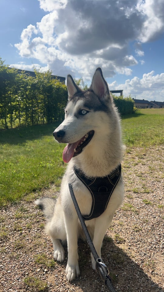 Sibirien husky hund 11 mdr