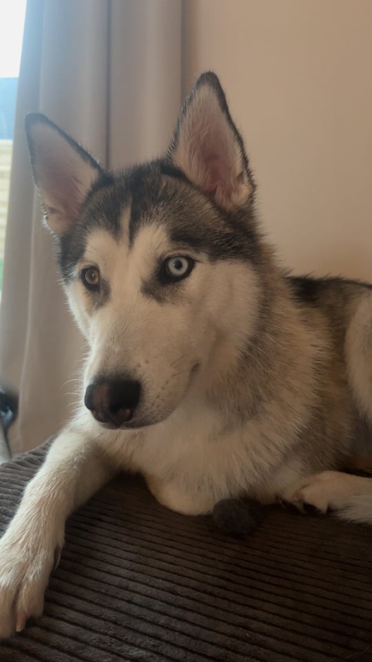 Sibirien husky hund 11 mdr