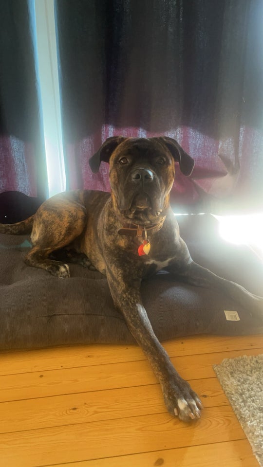 Cane Corso/mastiff , hund, 12 mdr.