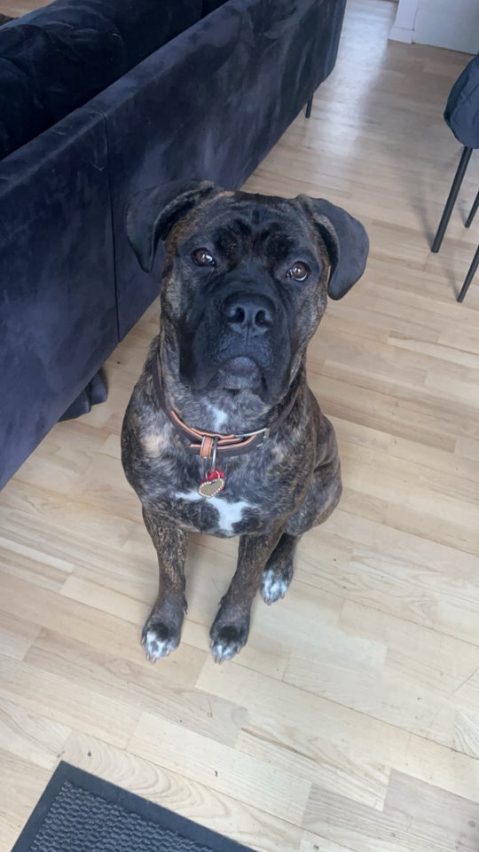 Cane Corso/mastiff , hund, 12 mdr.