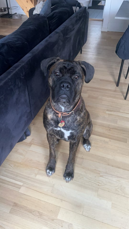 Cane Corso/mastiff , hund, 12 mdr.