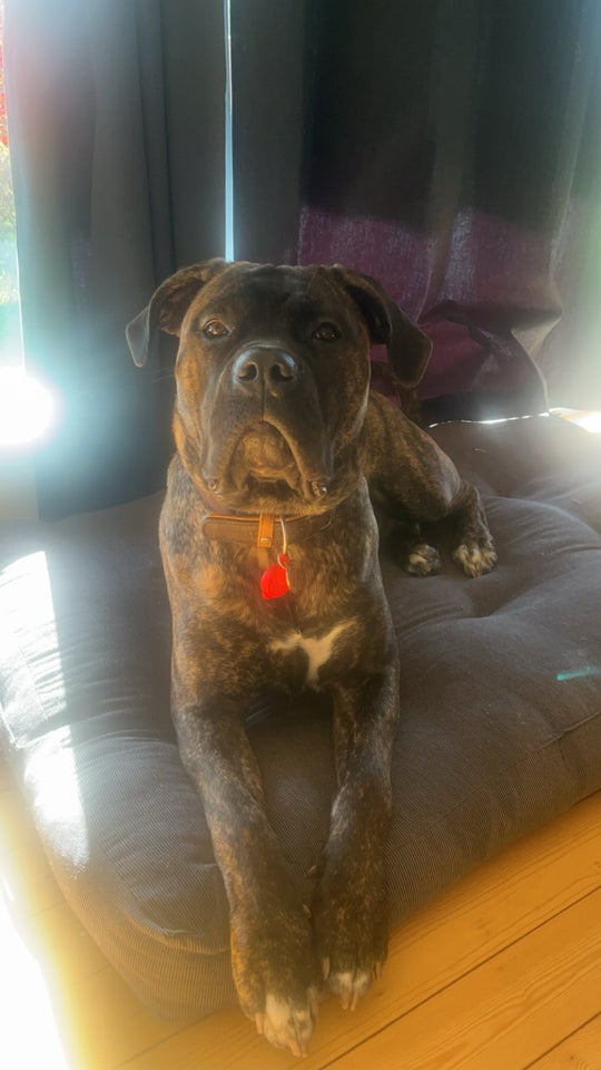 Cane Corso/mastiff , hund, 12 mdr.