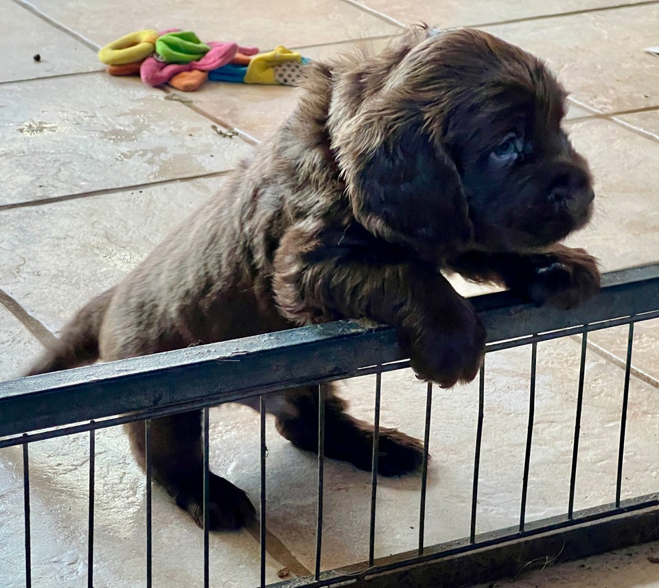 Sussex Spaniel