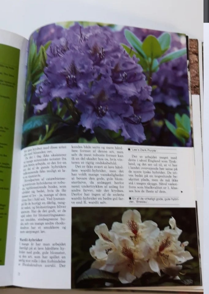 rhododendron og surbundsplante,