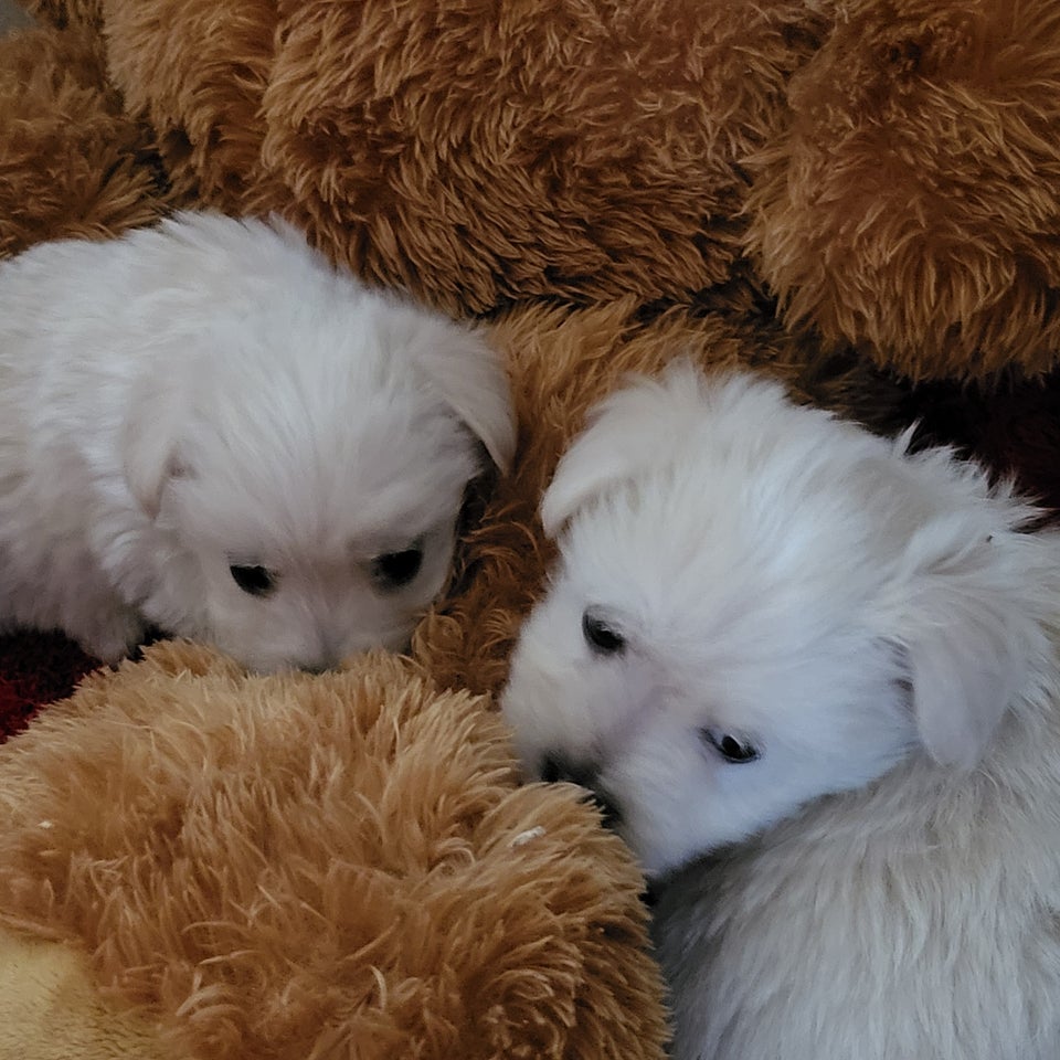 West highland white terrier