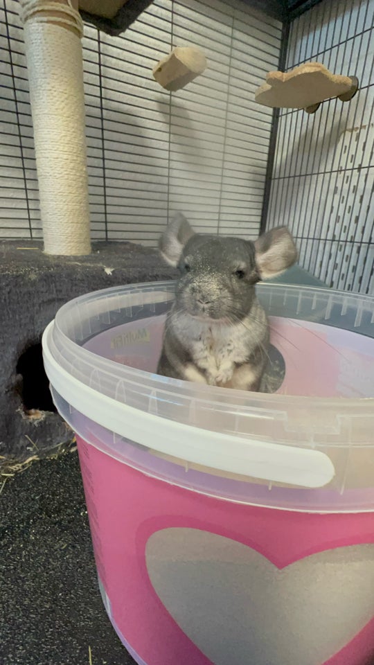 Chinchilla 2 år