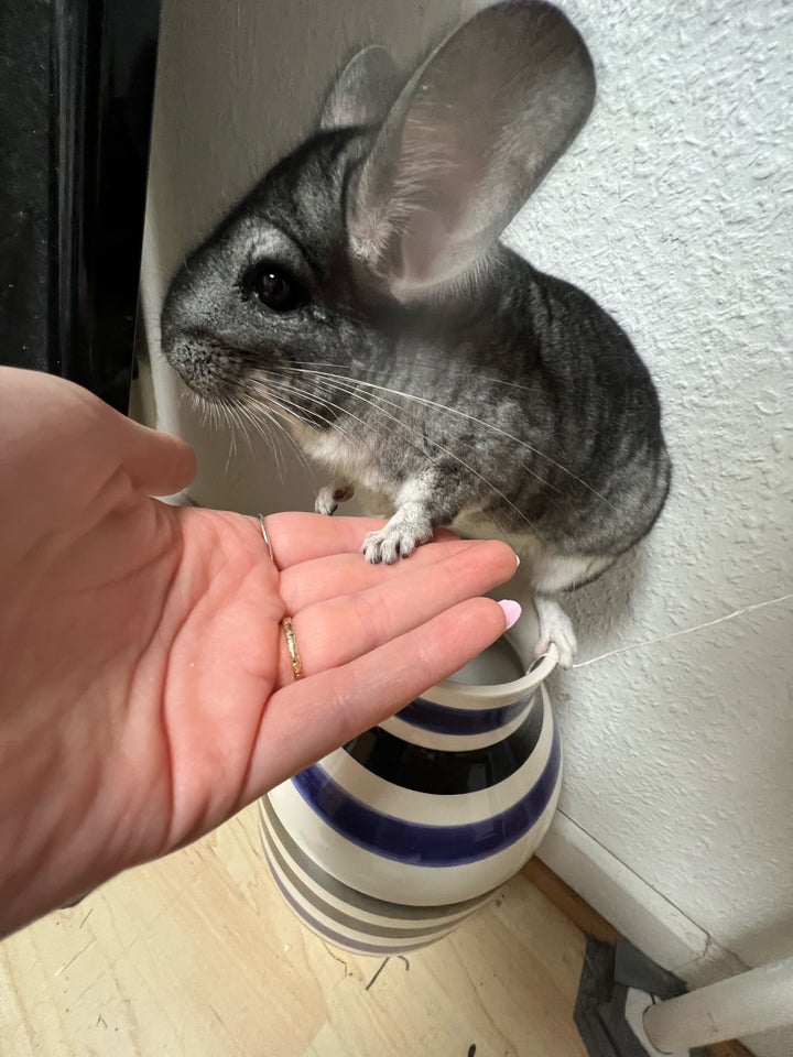 Chinchilla 2 år