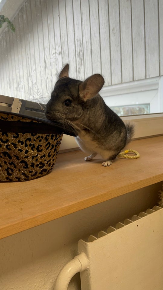 Chinchilla 2 år