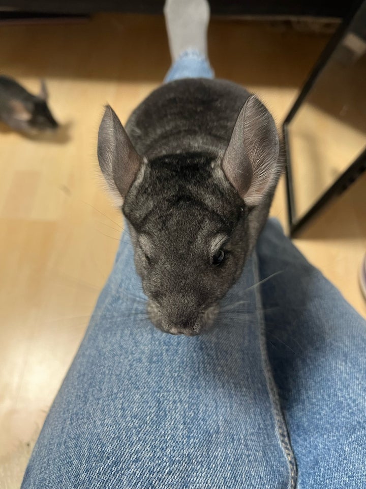 Chinchilla 2 år