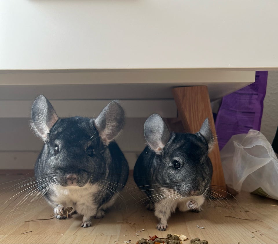 Chinchilla 2 år