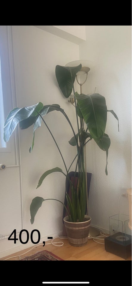 Strelitzia Nicolai stor plante