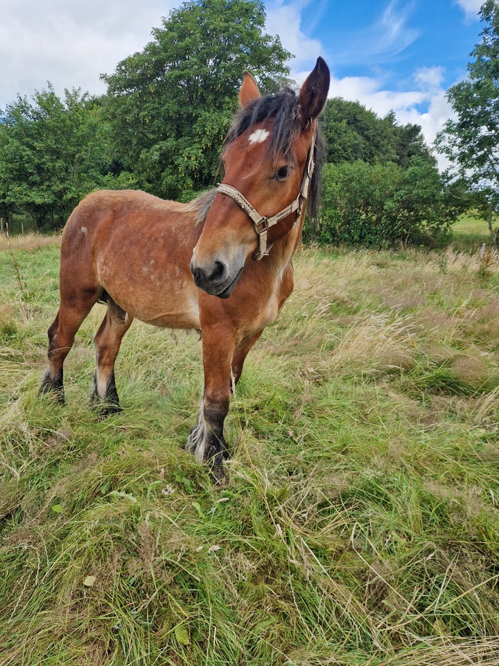 Belgier - koldblod hingst 3 år