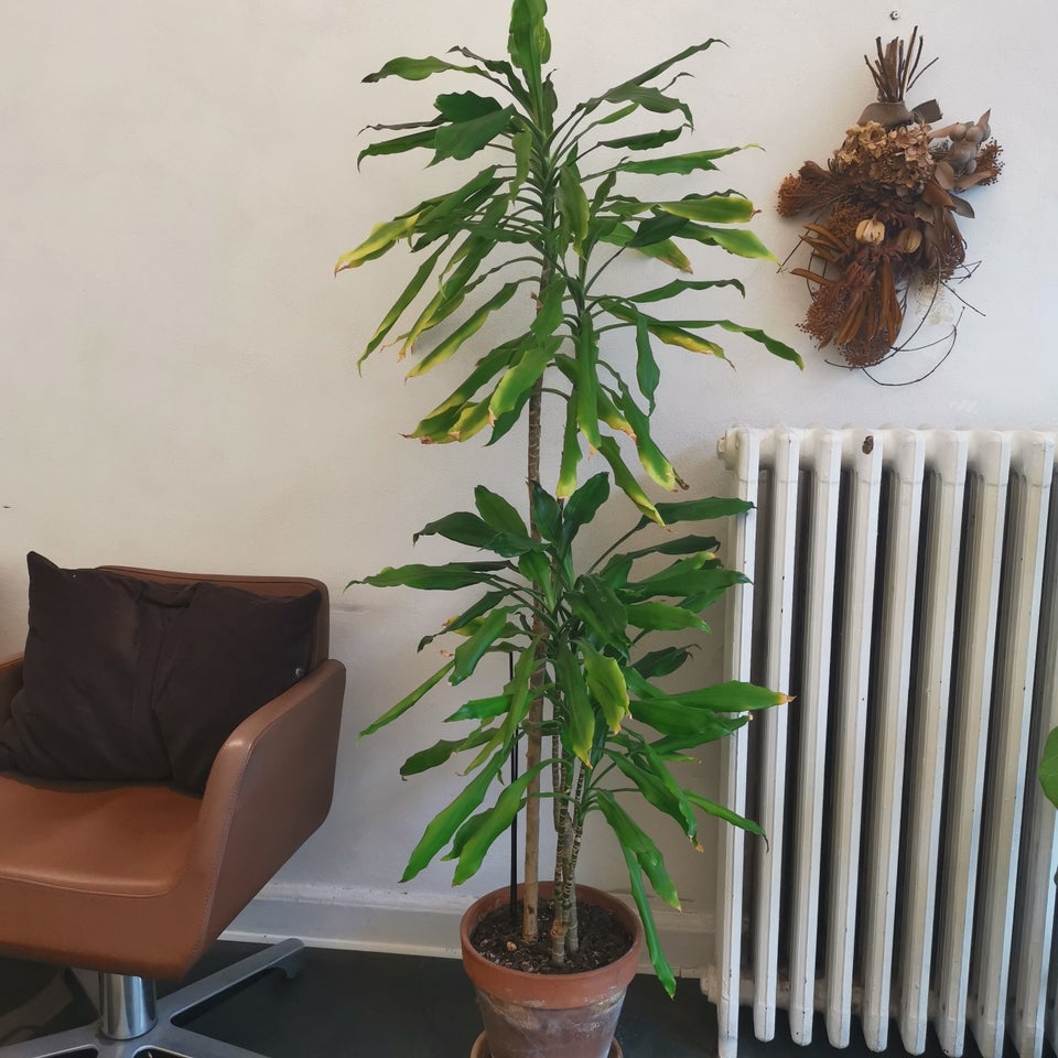 Dracaena