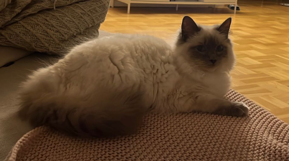 Hunkat, Ragdoll, 2 år