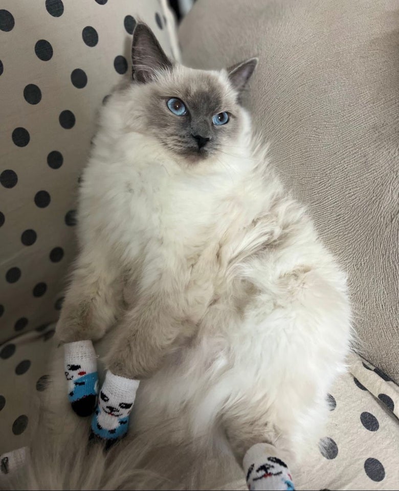 Hunkat, Ragdoll, 2 år